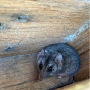 Exciting wildlife discovery