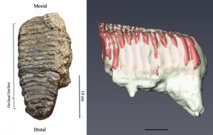 Computer-generated reconstruction of the elephant tooth