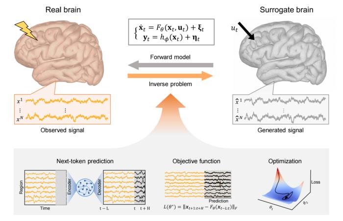 AI-Based Surrogate Brain Framework for Modeling and Predicting Brain Dynamics