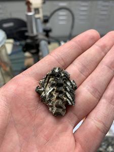 Fossil