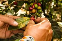 Coffee beans