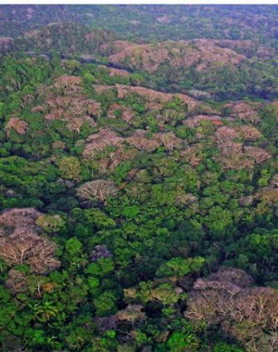 Water Gradient in Forest in Panama Canal Watershed