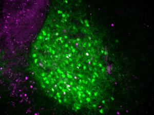 Neurons that keep you awake