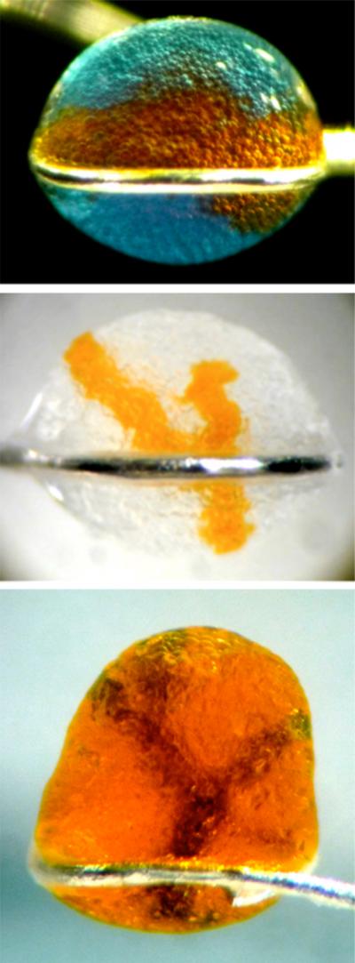 3-D Printed Materials Resemble Biological Tissues (4 of 9)