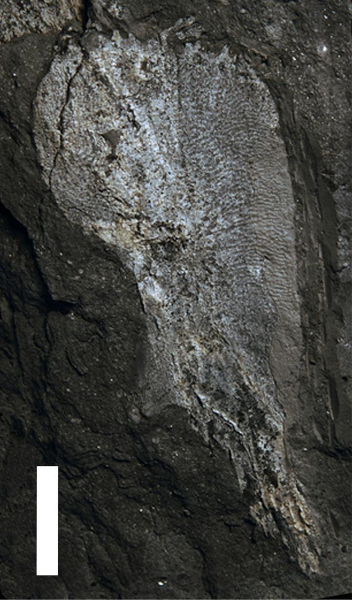 Cleithrum