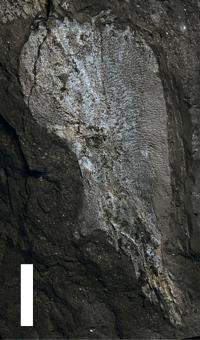 Cleithrum