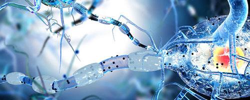Nerve cells in 3-D