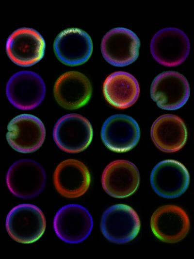 Fruit Fly Embryo Images