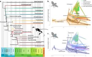 Evolutionary tree showing the position of Yuezhuornis as one of the earliest branching of birds. The right panes show the fore limb evolution across dinosaur-bird transition