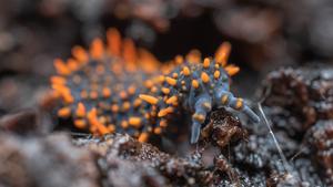 Does agriculture and climate affect feeding activities of soil animals?