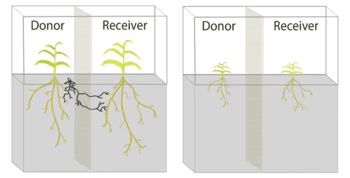 Conceptual diagram of two experimental treatments