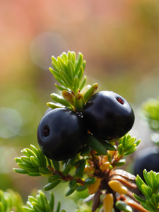 Crowberry