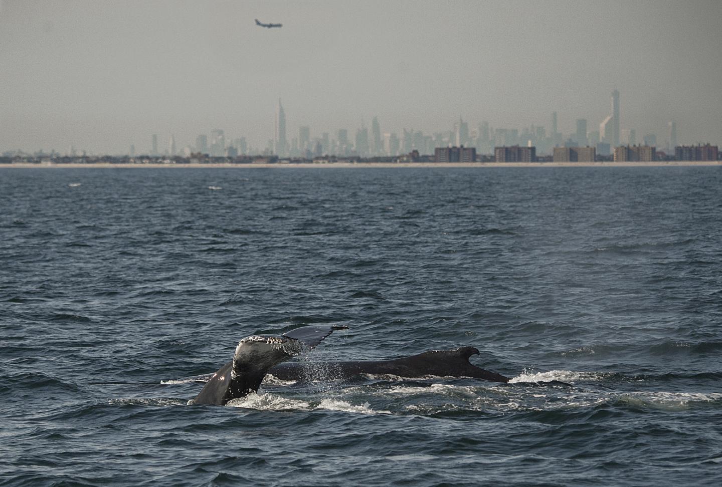 Whale