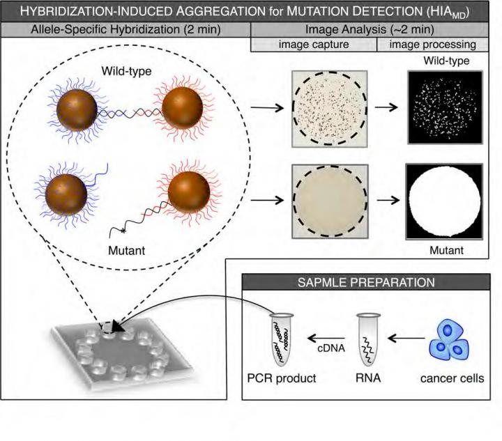 New Mutation-Testing Technology Has Potential to Guide Targeted Lung & Colorectal Cancer Therapies