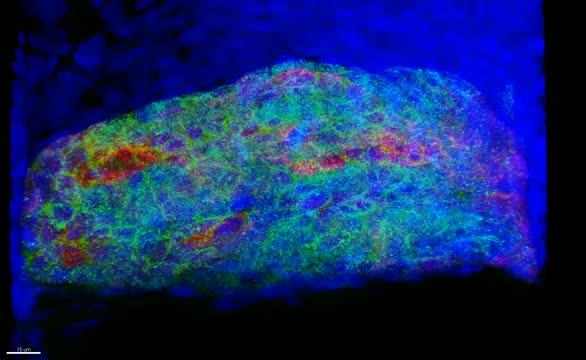Microscopy Video of Luminous Symbionts