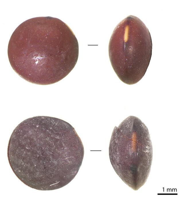 Archaeological lentils