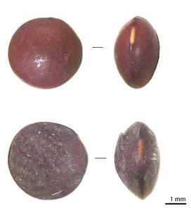 Archaeological lentils