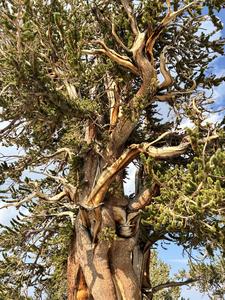 Bristlecone pine, vertical 2