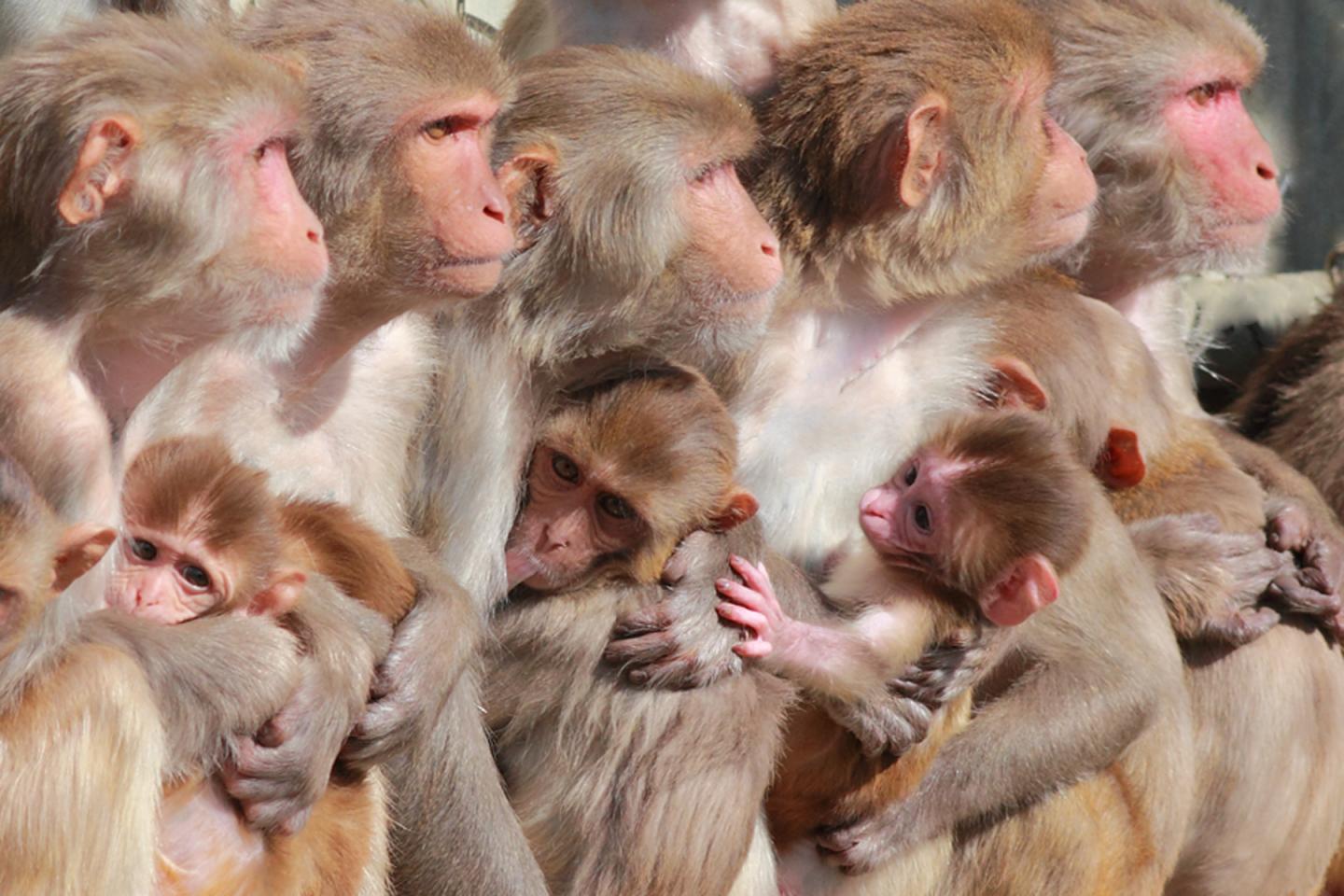 Zika Vaccine Protects Fetus in Pregnant Monkeys