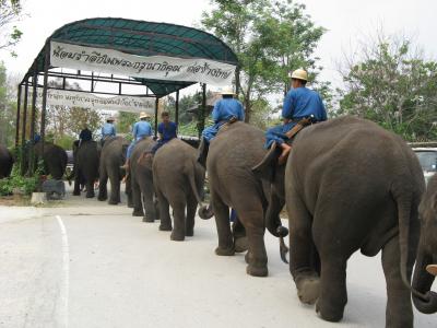 Mahout and Elephants