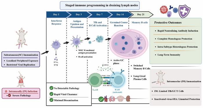Graphical summary of the study showing that subcutaneous immunization with live influenza virus decouples immunogenicity from pathogenicity, conferring durable protection without respiratory pathology.