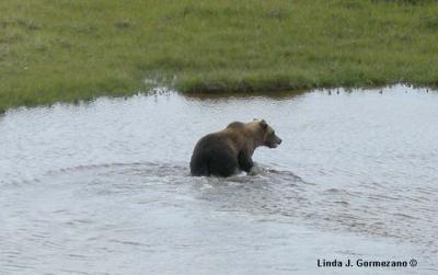 Grizzly Bear