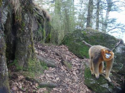 Golden Snub-nosed Monkey in China