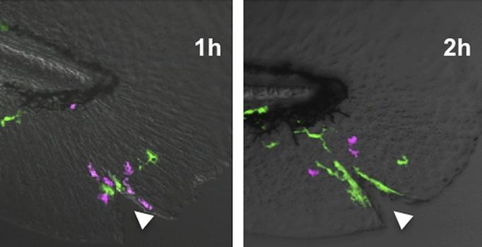 Macrophages Chase Neutrophils