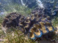 <i>Tridacna gigas</i>