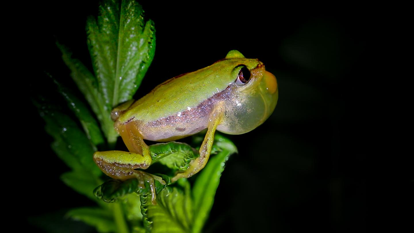 <i>Afrixalus clarkei</i>