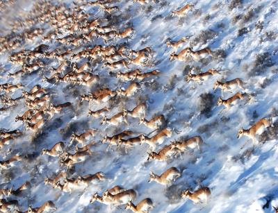 Pronghorn Antelope