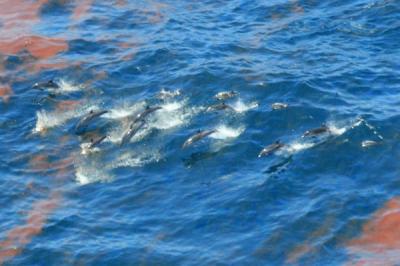 Impact of Deepwater Horizon Oil Spill on Animal Development
