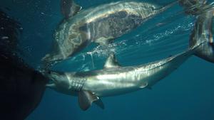 Mako shark 2