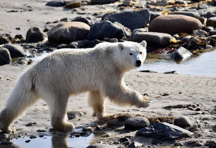Polar bear