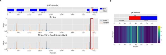 AI Attention Map Reveals RNA Splicing Regulatory Regions