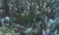 Bird Wrasse