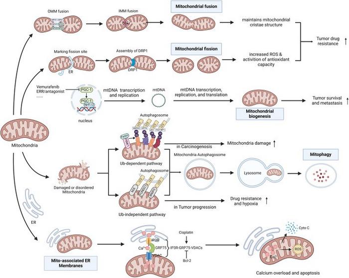 Mitochondrial dynamics and tumor drug resistance.