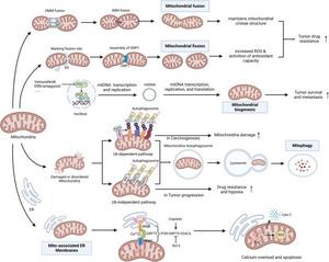 Mitochondrial dynamics and tumor drug resistance.