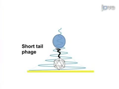 Biosensor for Detection of Antibiotic Resistant <i>Staphylococcus</i> Bacteria