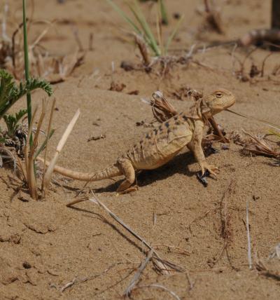 <i>Phrynocephalus vlangalii</i>