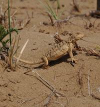 <i>Phrynocephalus vlangalii</i>