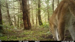 Puma in the woods
