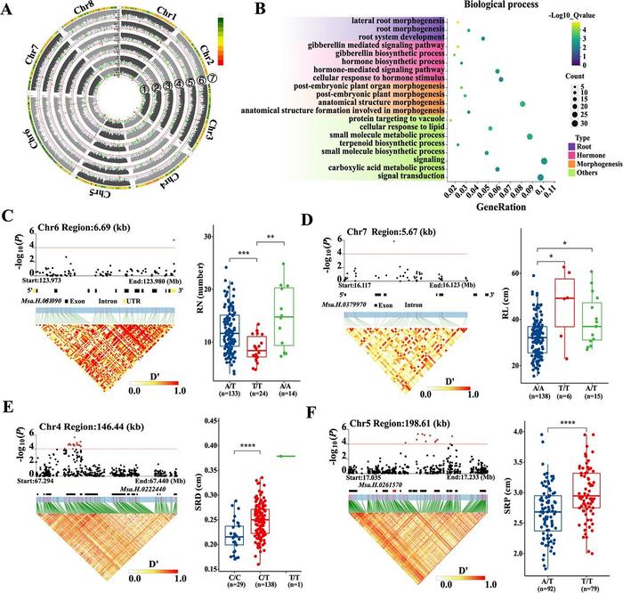 GWAS identification of candidate genes for variation in alfalfa root traits.