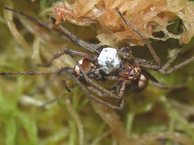 Spider
