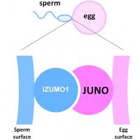 受精のメカニズムの一端を解明 | EurekAlert!