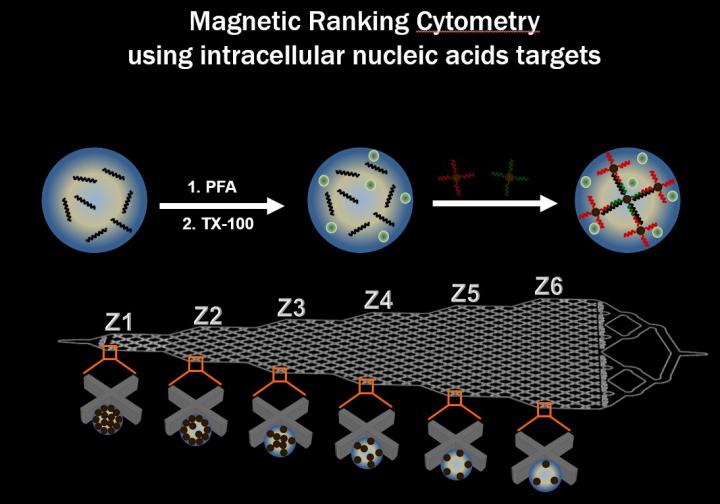 Microfluidic Cell Separation and Analysis Platforms