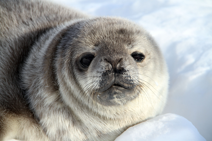 Weddell Seal