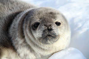 Weddell Seal