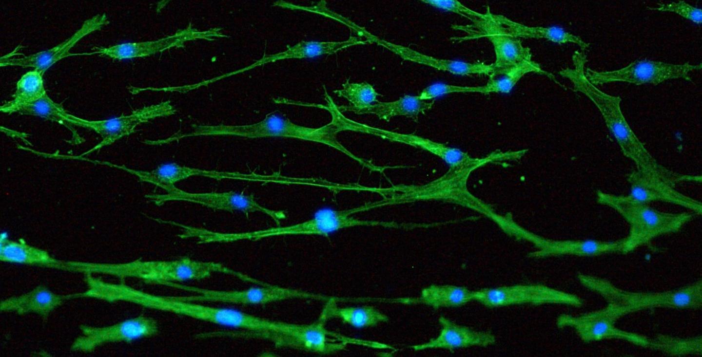 Stem Cells