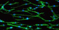 Stem Cells